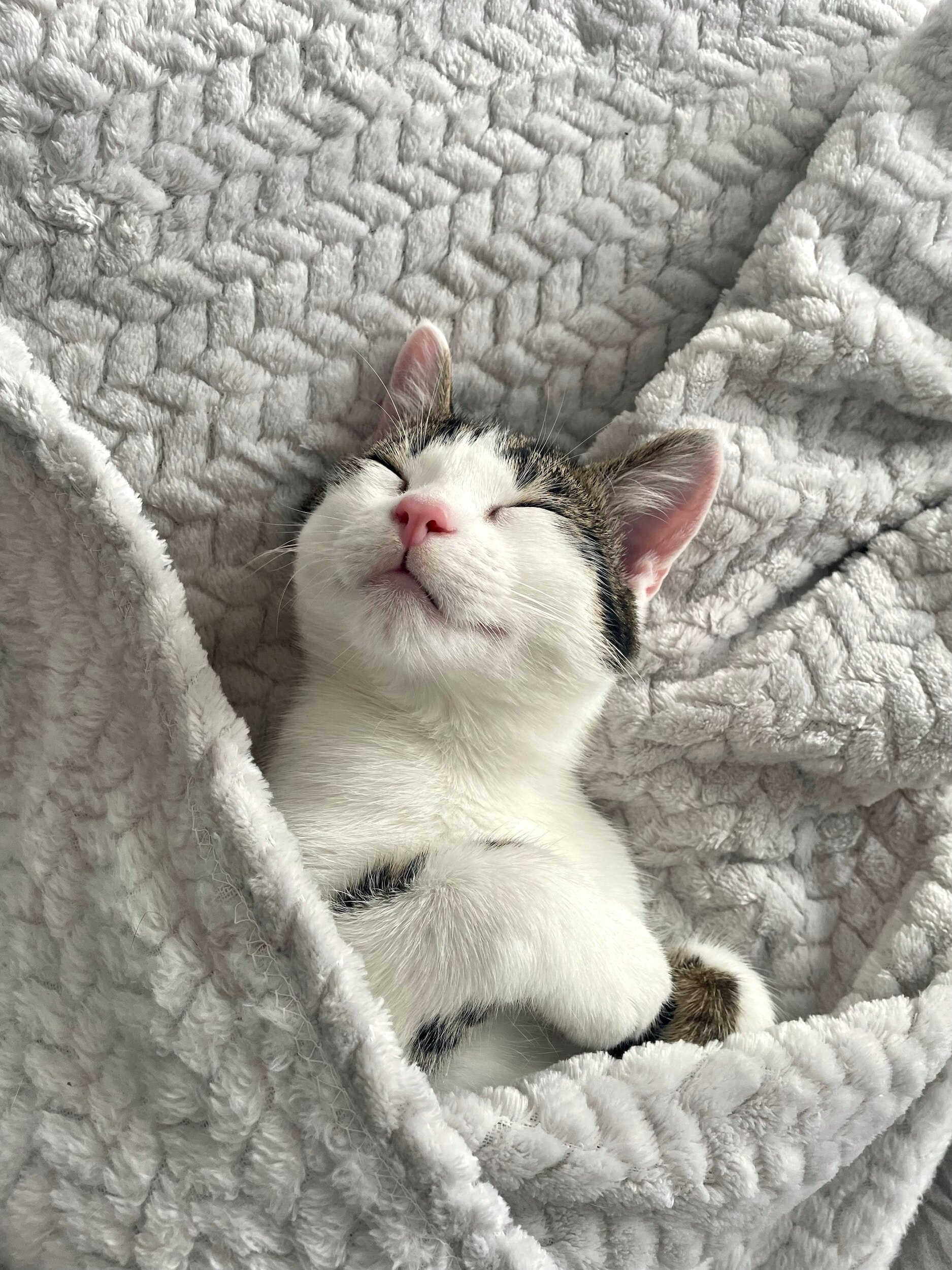 Cat relaxing